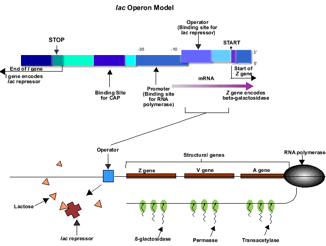 Diagram of E.coli